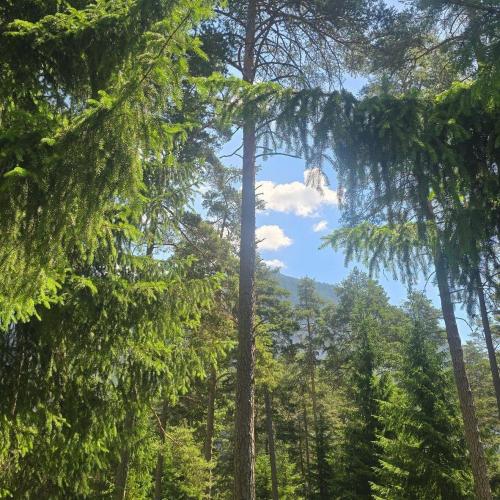 Waldtag
