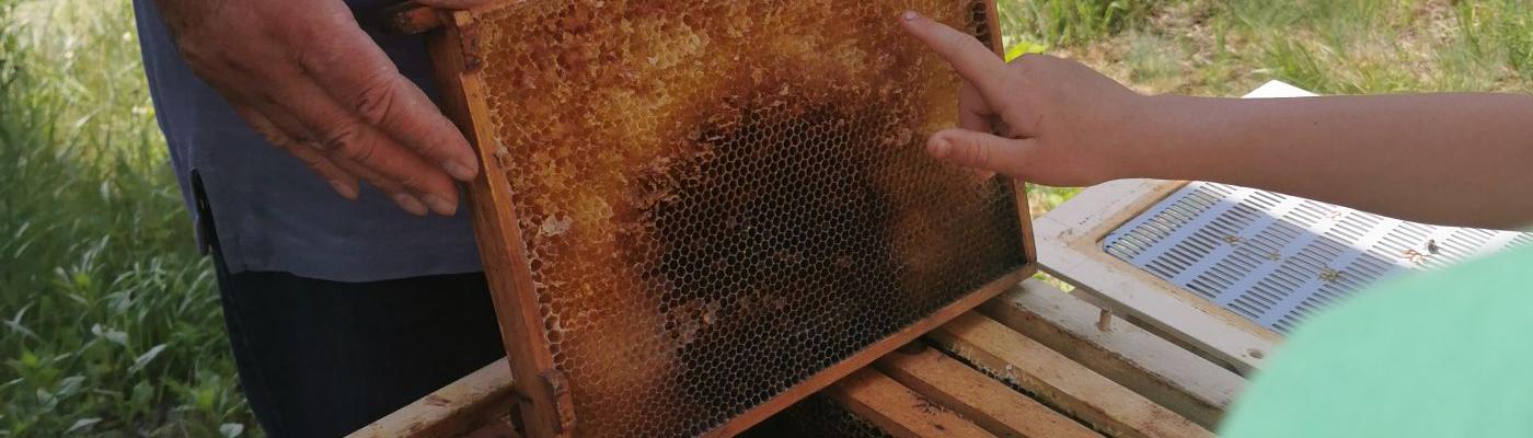 Bienen